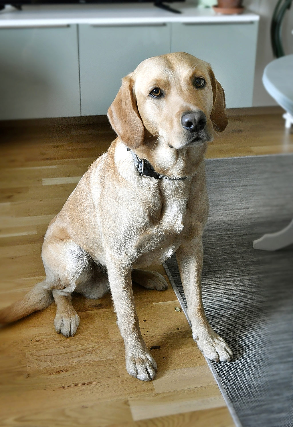 Ljus labrador som sitter