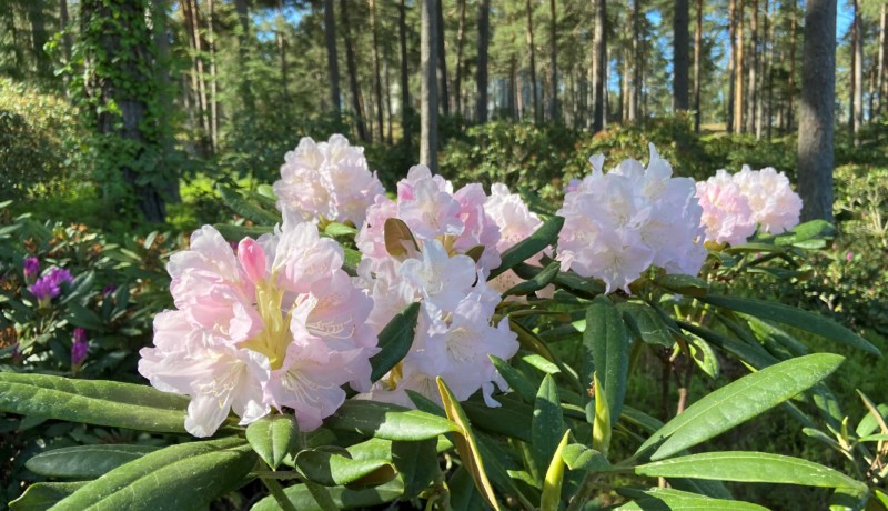 Blommande buske