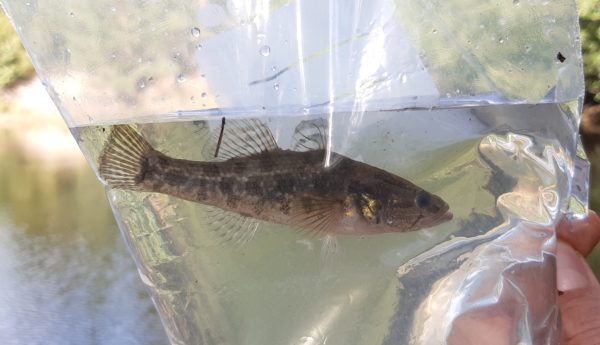 fisk i påse