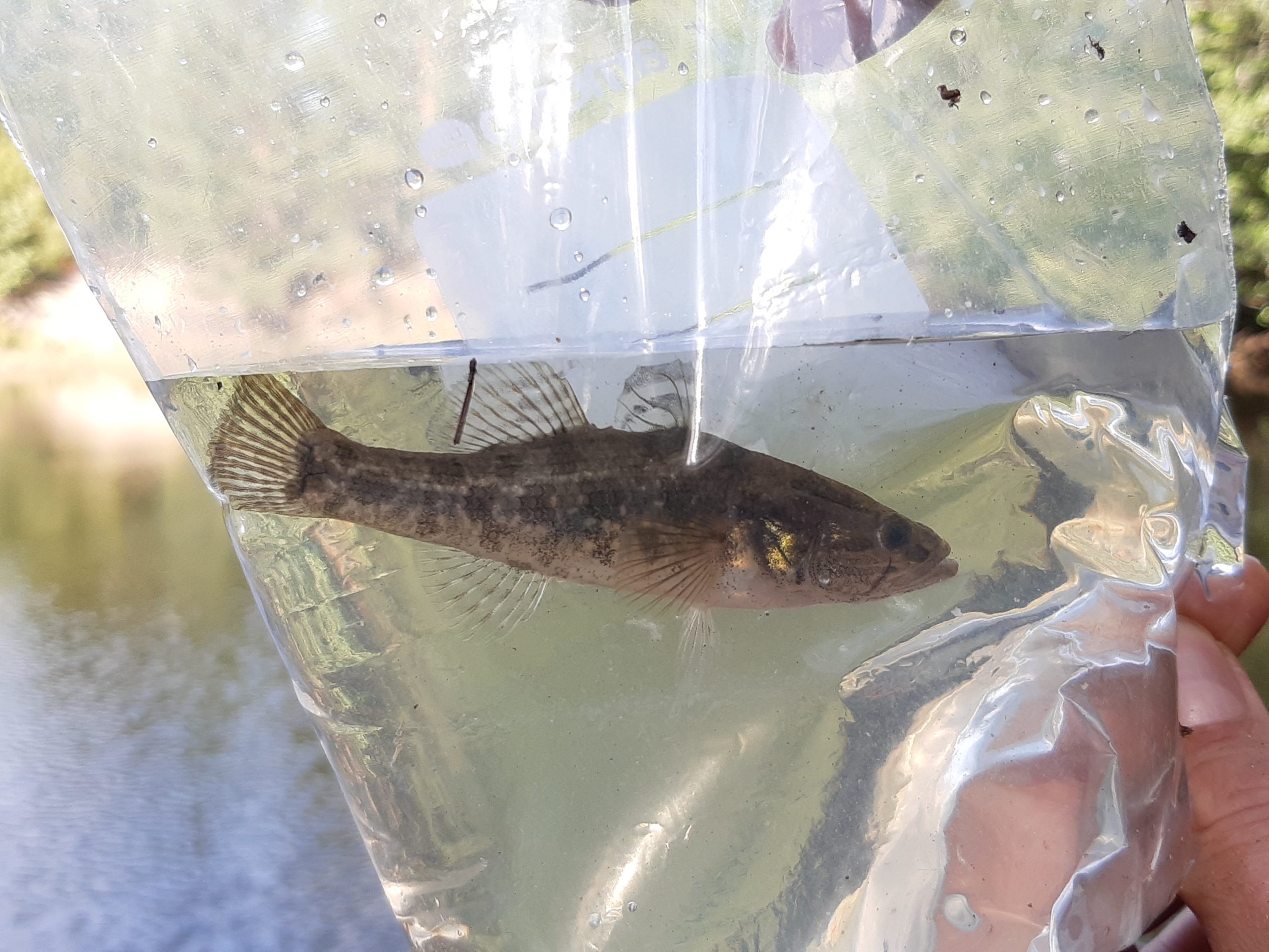 fisk i påse