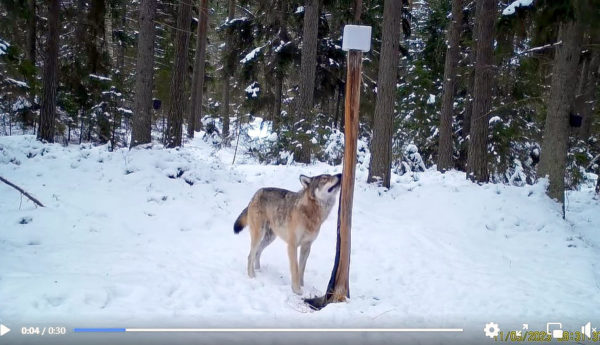 Varg fångad på viltkamera