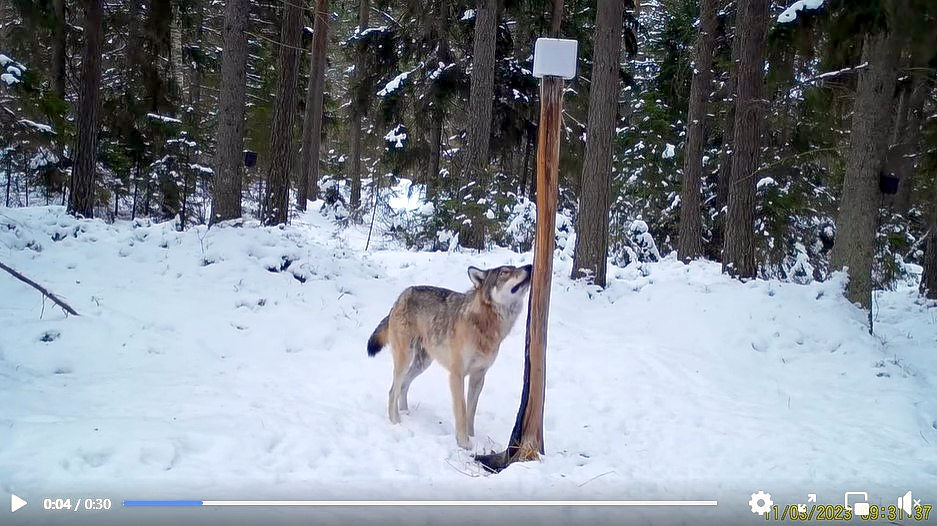 Varg fångad på viltkamera