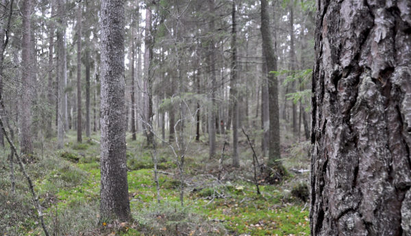 Skog