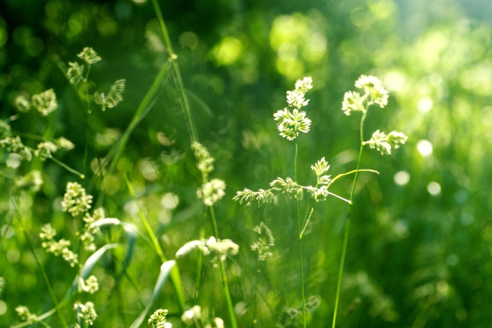 Blomsteräng.