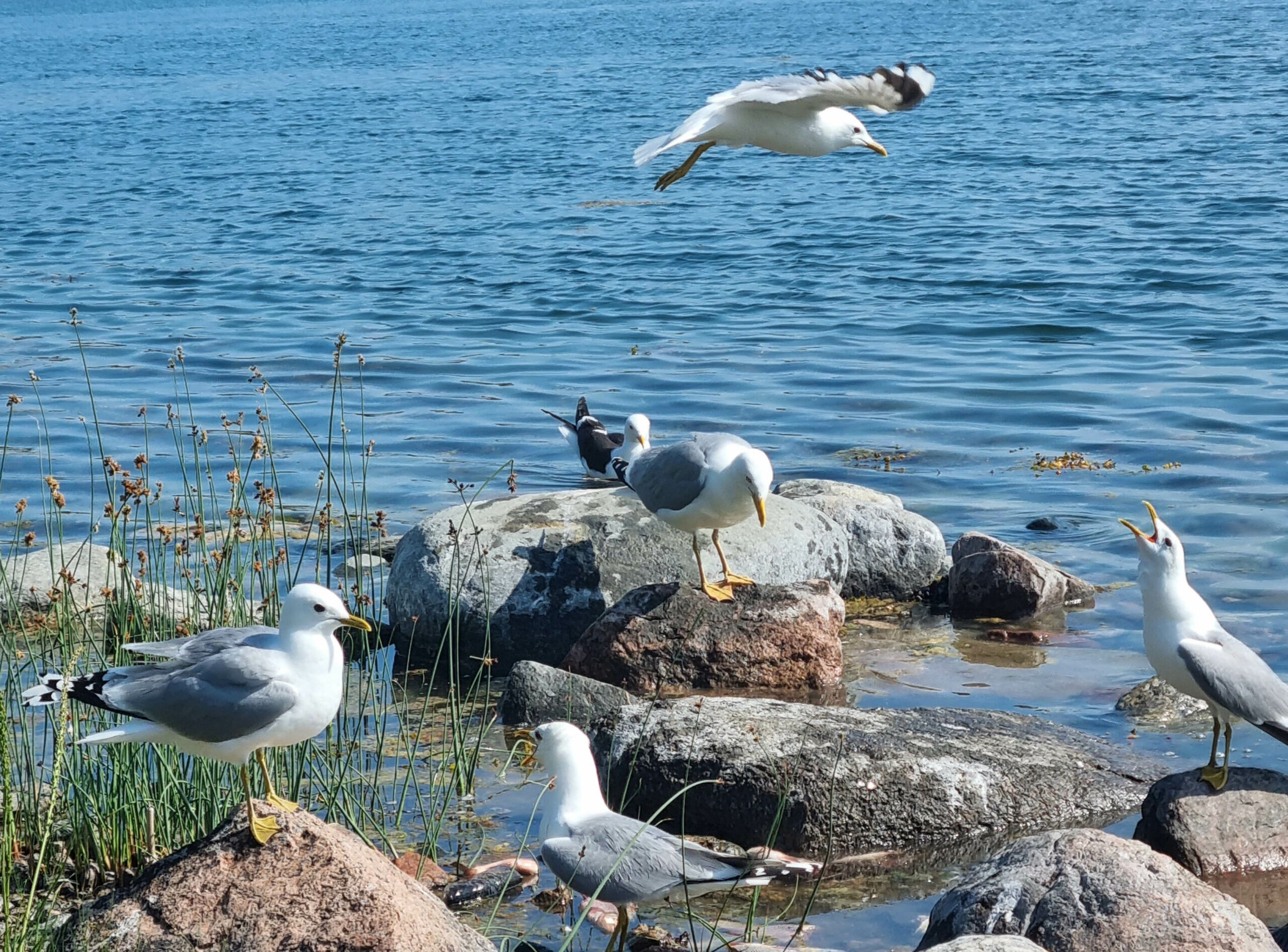 Måsar på strandstenar.