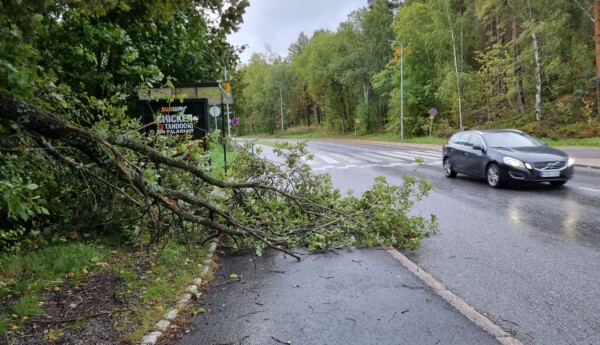 Ett träd som delvis fallit över en väg.