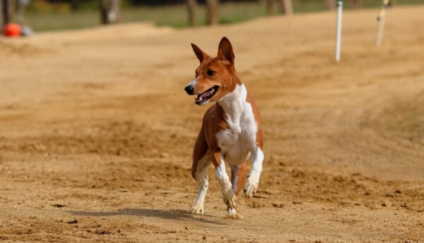 hund på en sandplan