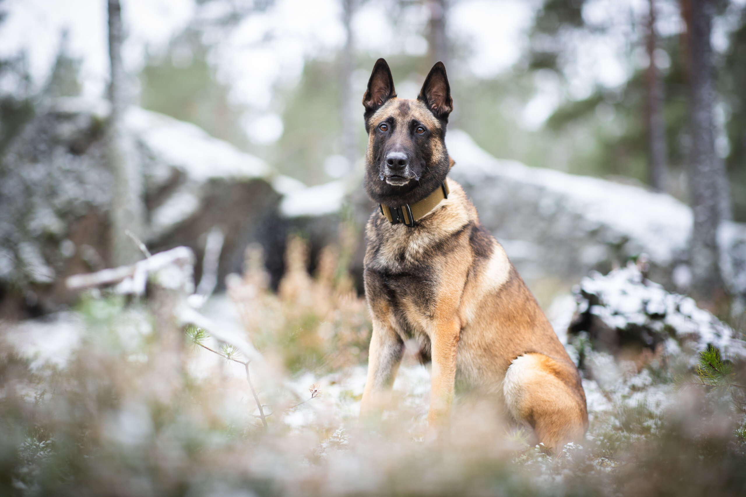 hund