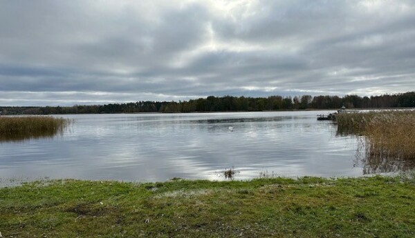 Bild av strand med vass.