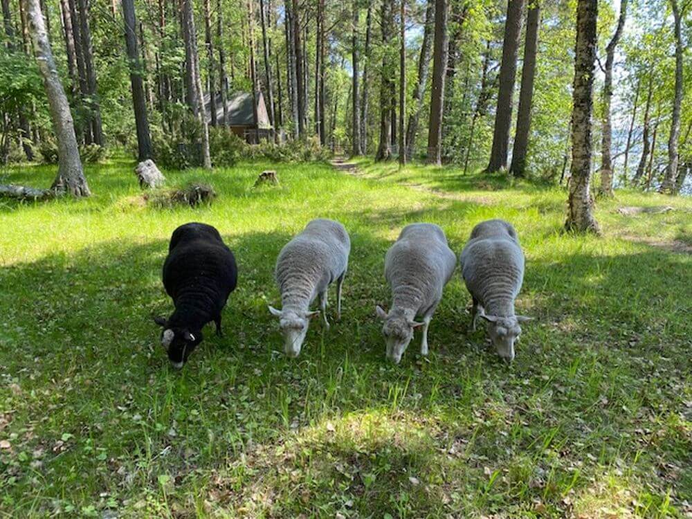 får och gräs