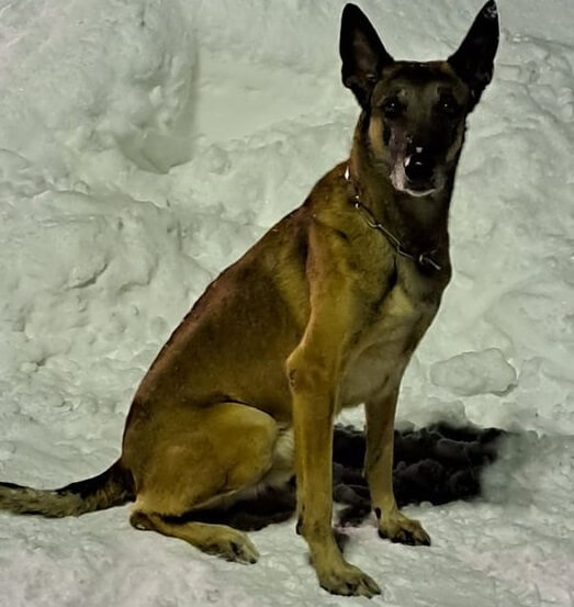 hund framför snöhög