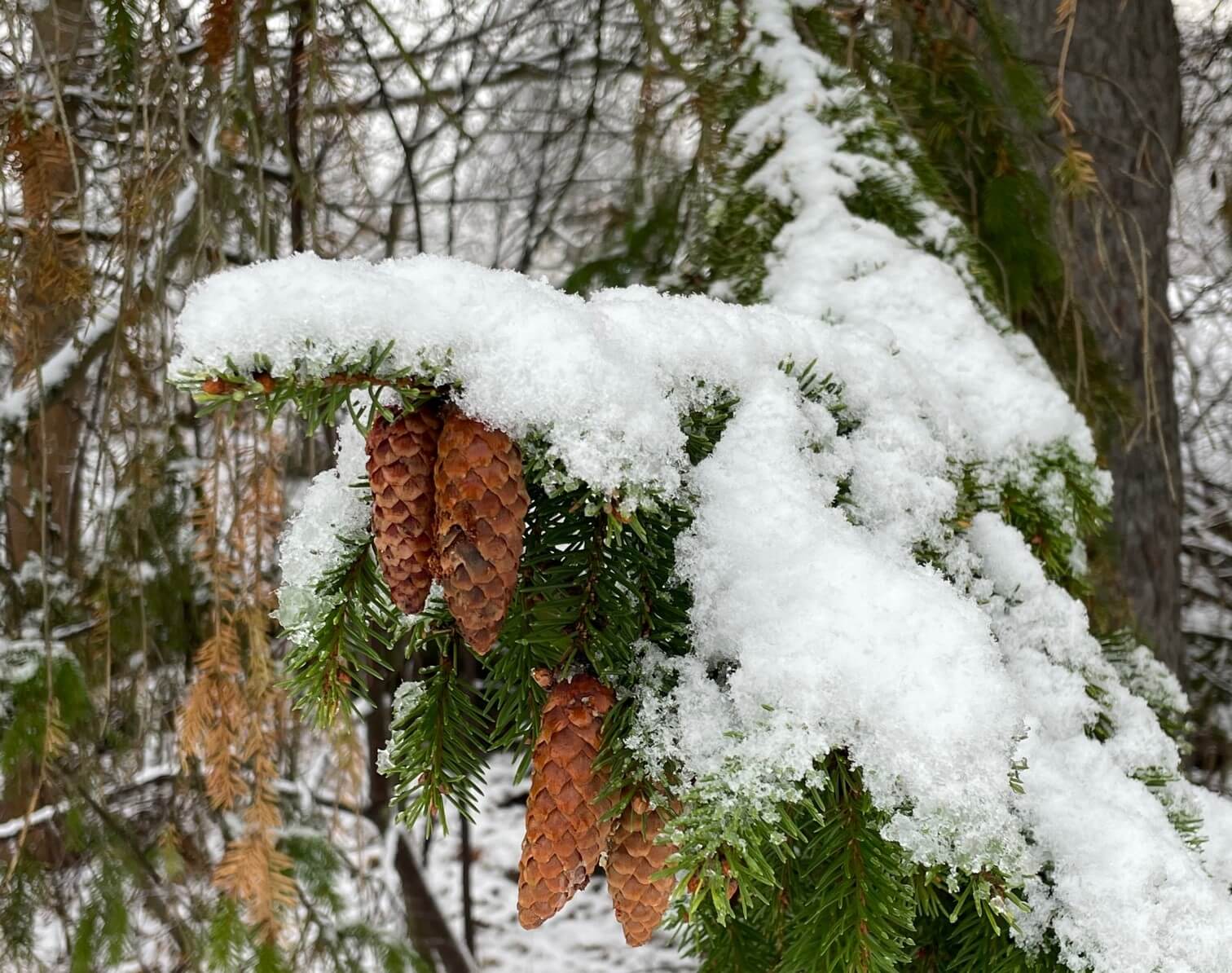 grangren med snö
