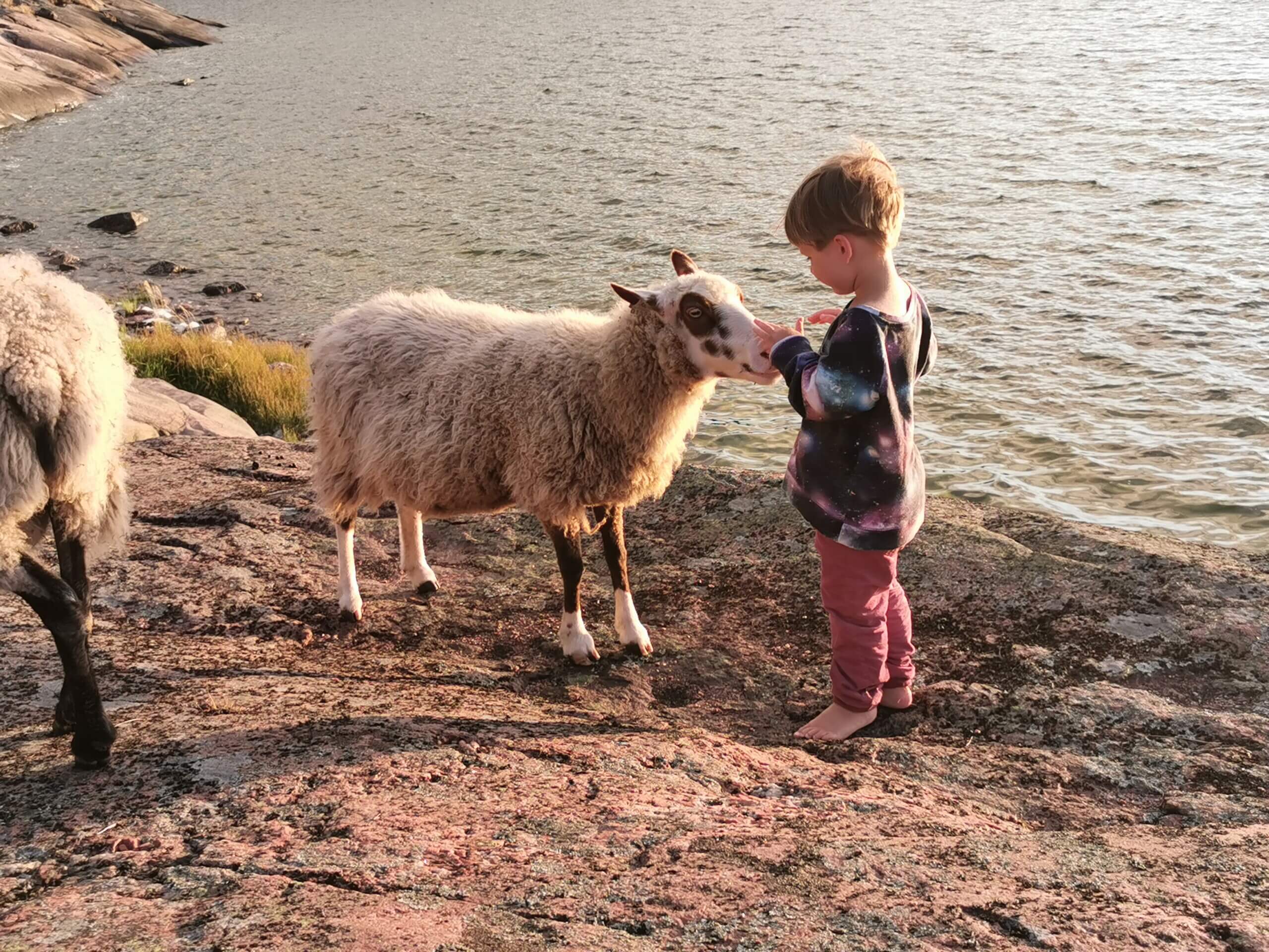 Liten pojke med får på klippor.