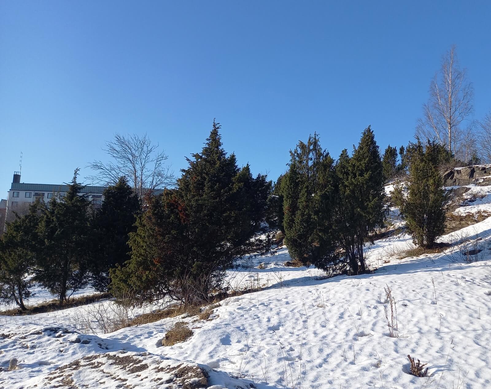 Enbuskage på en klippig och snötäckt plats