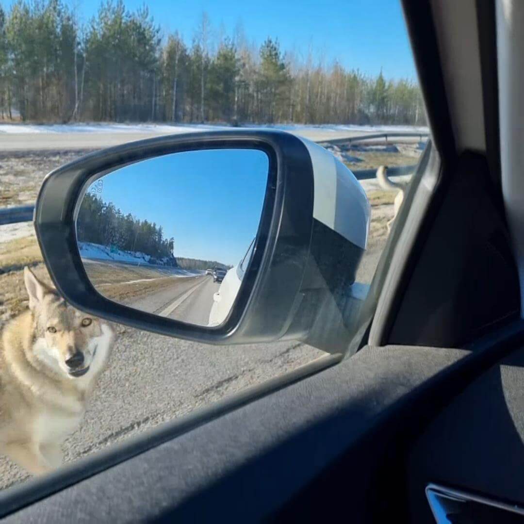 Vargliknande hund fotograferad från ett bilfönster