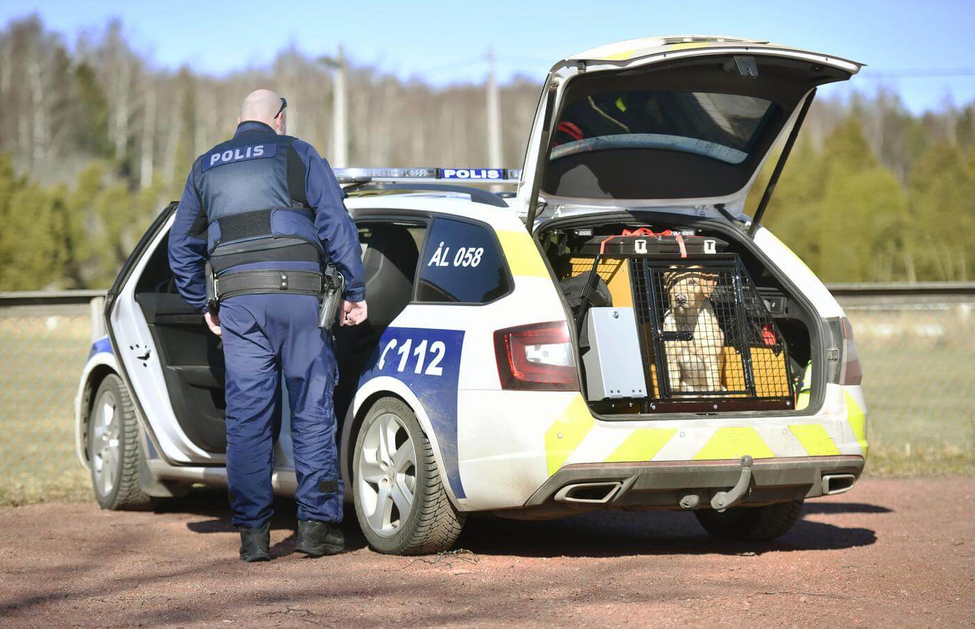 Polisbil med öppen baklucka. I bakluckan en hund med ljus päls, vid förarens dörr står en polis