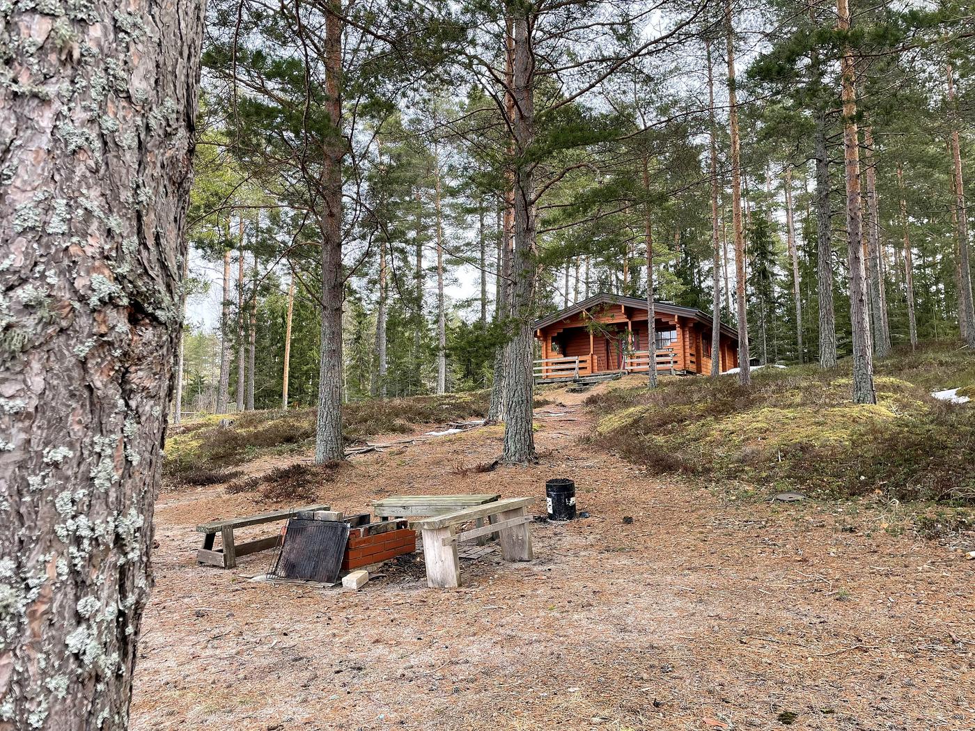 en stuga i en gles tallskog