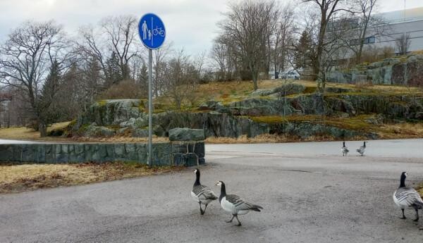 vitkindade gäss på en gata