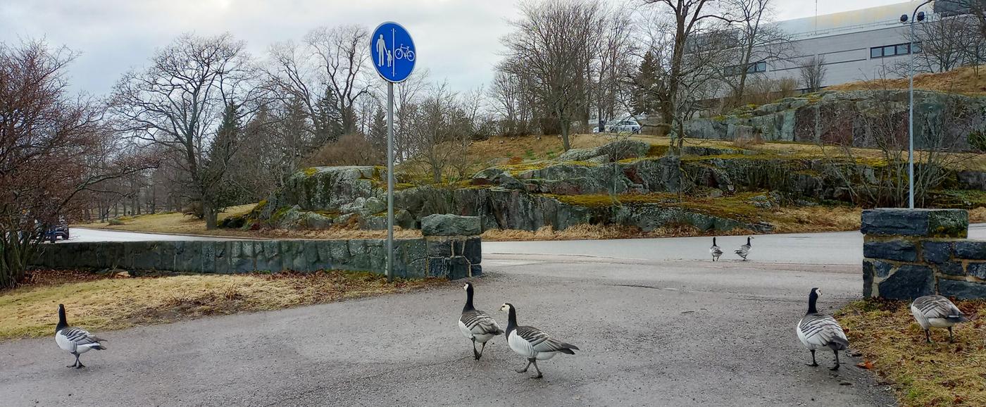 vitkindade gäss på en gata