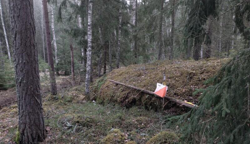 gräs och träd
