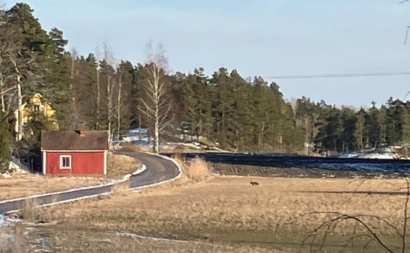 landsbygd, rött hus till vänster, åkrar och en varg