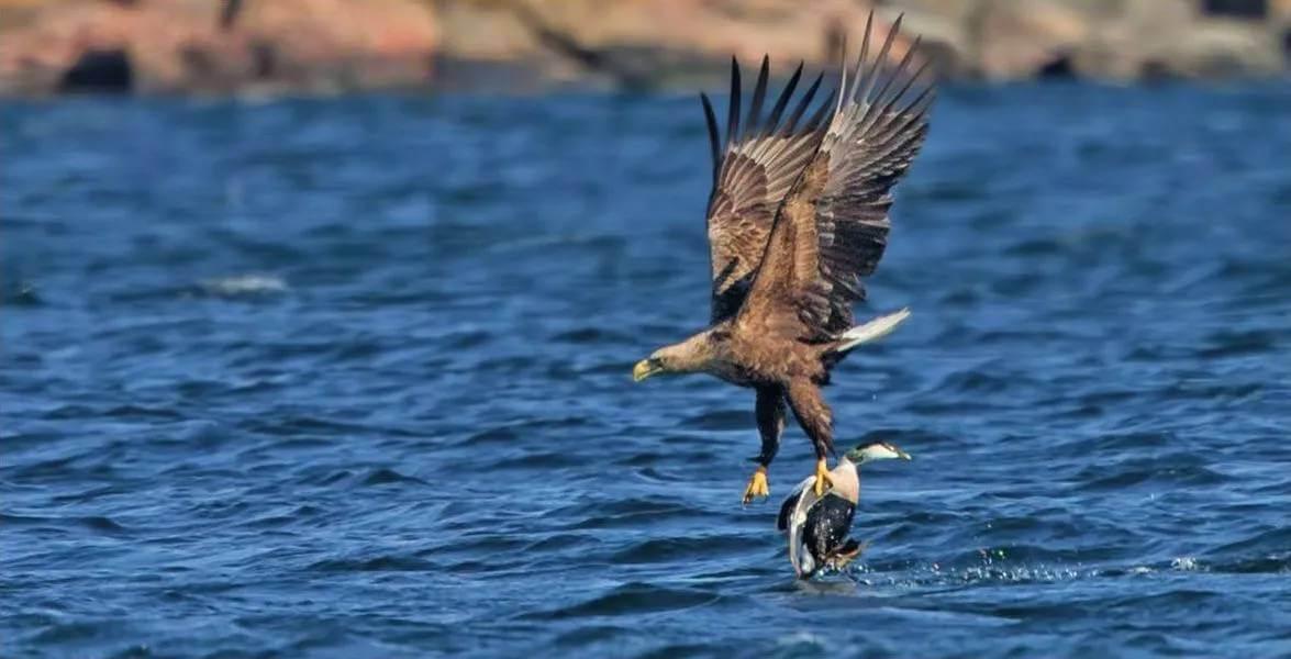 Flygande havsörn strax ovanför vattenytan med en sjöfågel i sina klor