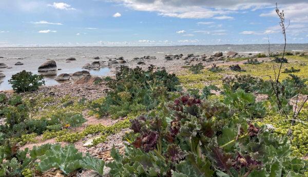 Skärgårdsstrand med speciell natur