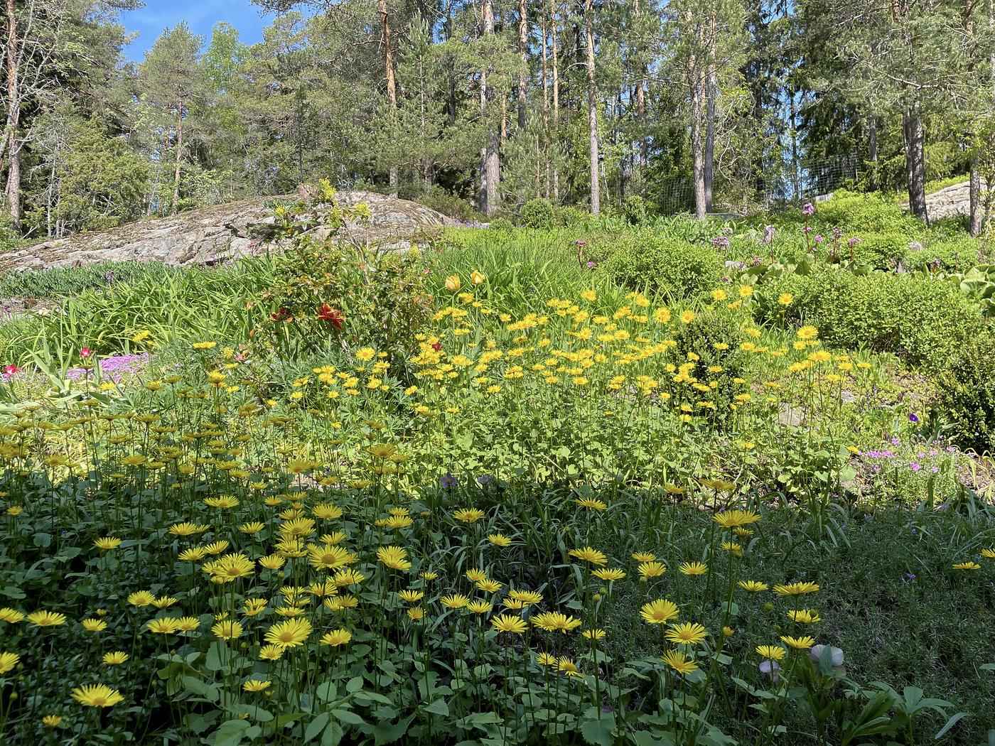 sluttning med blommor. GUla sådana närmast kameran.