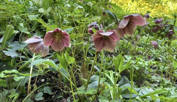 liten klockformad blomma i rosa