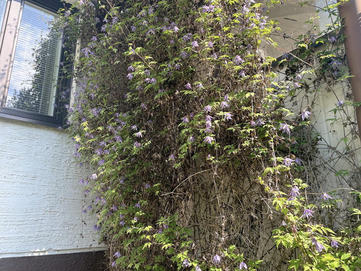 Klättrande blomväxt på en vägg