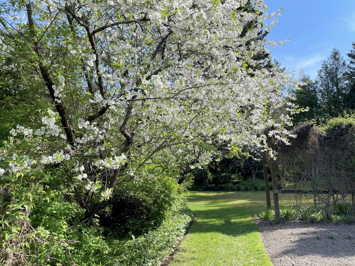 blommande körsbärsträd och en bit av ett trädgårdsland