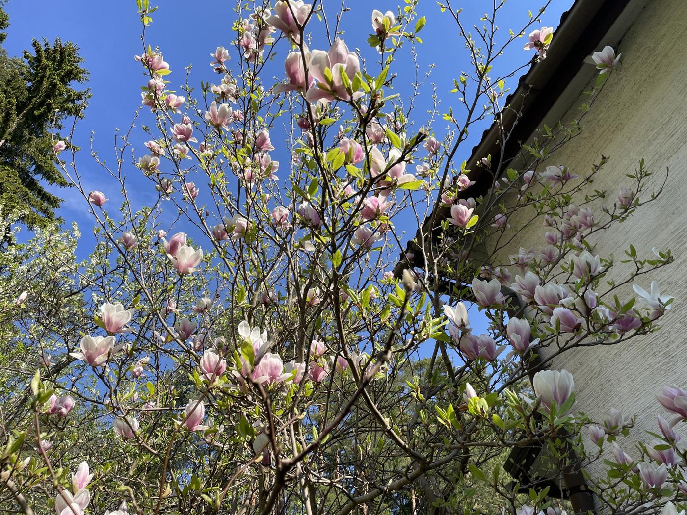 Magnoliaträd vid ett hus