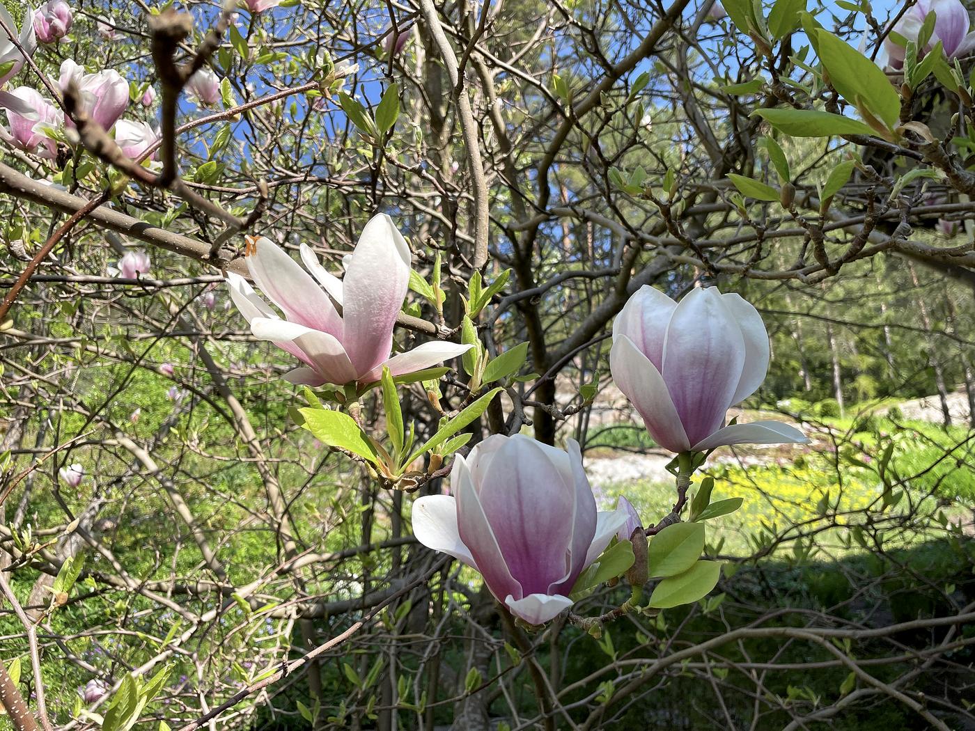 Tre rosa magnoliablommor i närbild.