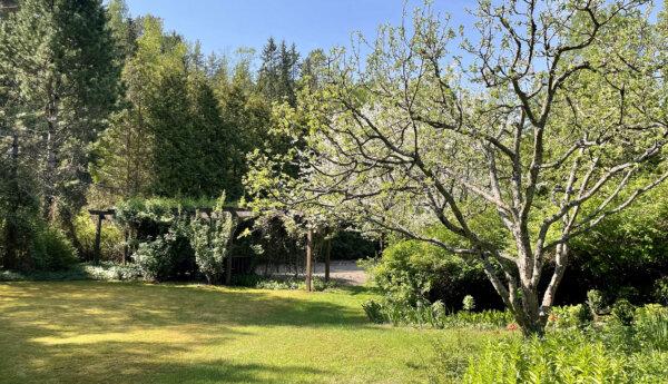 trädgård med gräsmatta i förgrunden