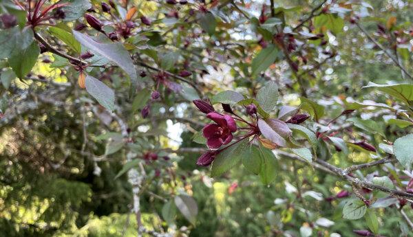 Liten violett blomma i ett träd