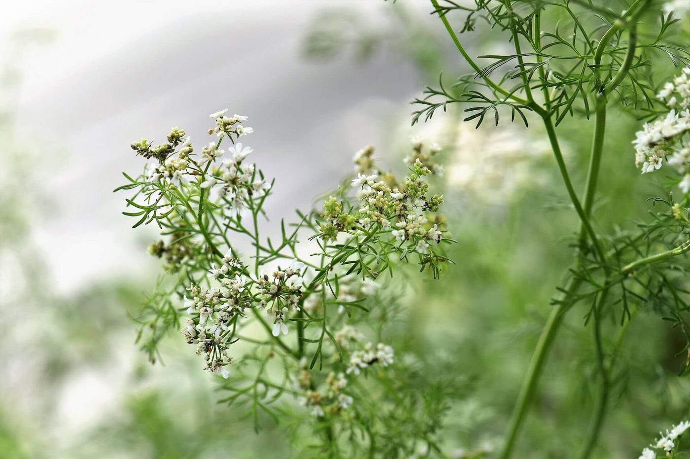 kryddväxt med vita blommor