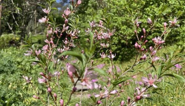 Liten buske med rosa blommor.