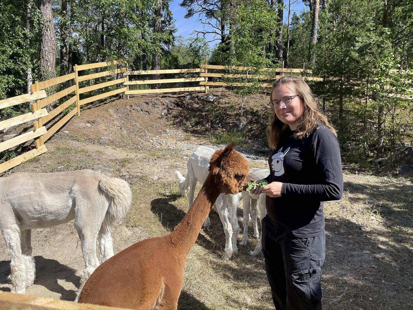 Kvinna i en hage med alpackor.