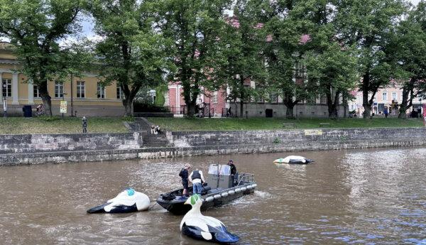 Konstverk föreställande ejdrar placeras ut på Aura å