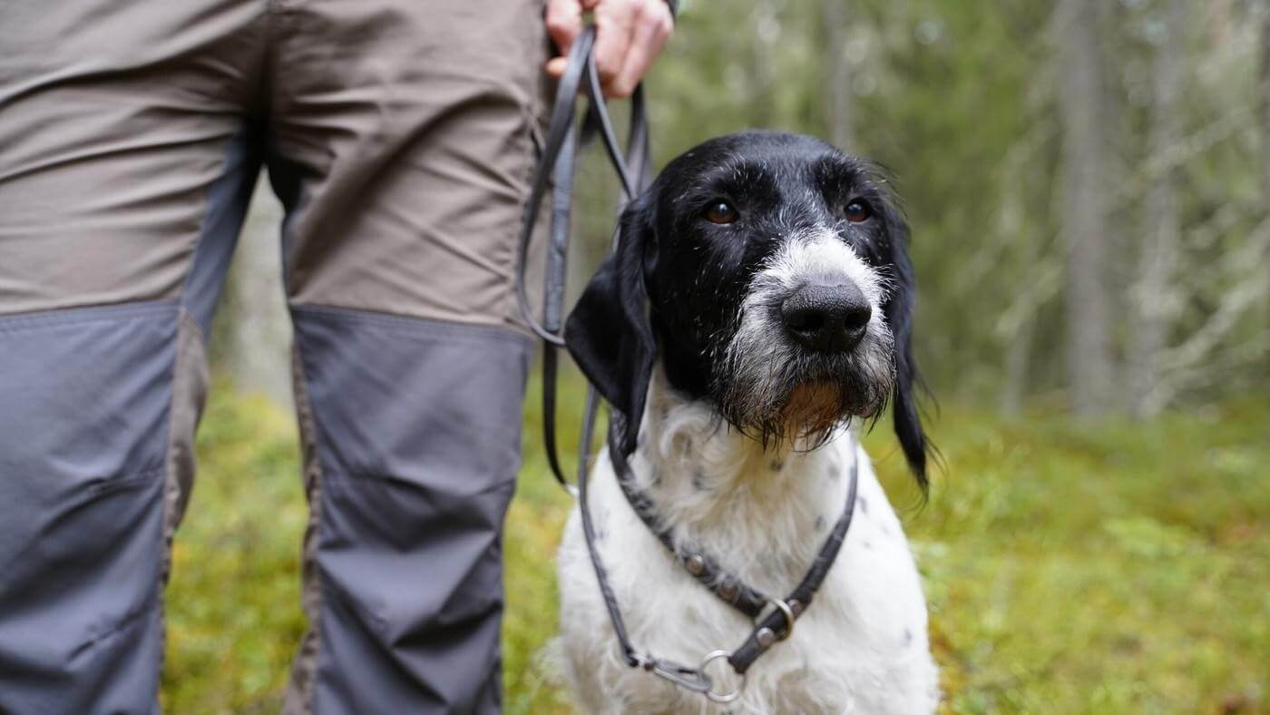 En hund i koppel.