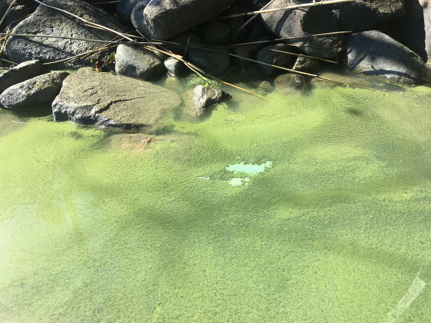 Algmatta på vattenyta vid en stenig strand