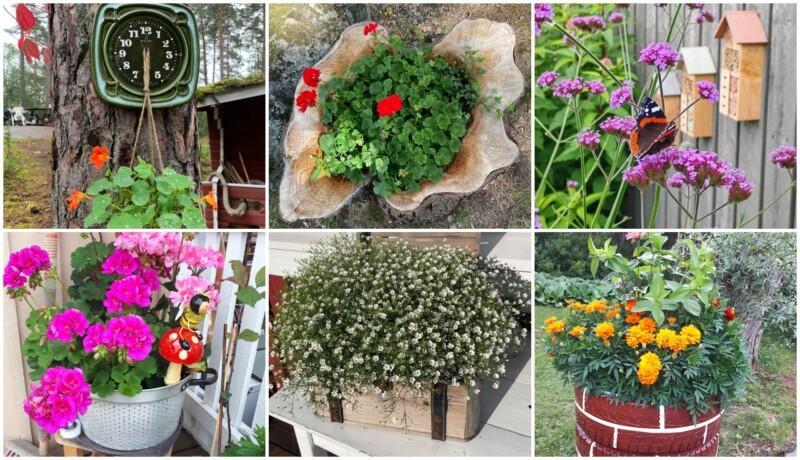Bildkollage med sex olika blomplanteringar