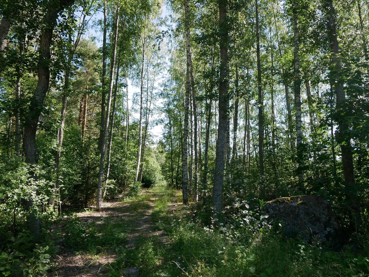 Skog.