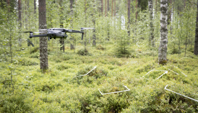 Drönare i somrig skog