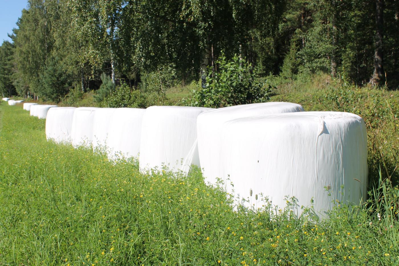 Några ensilagebalar står vid kanten av en åker.