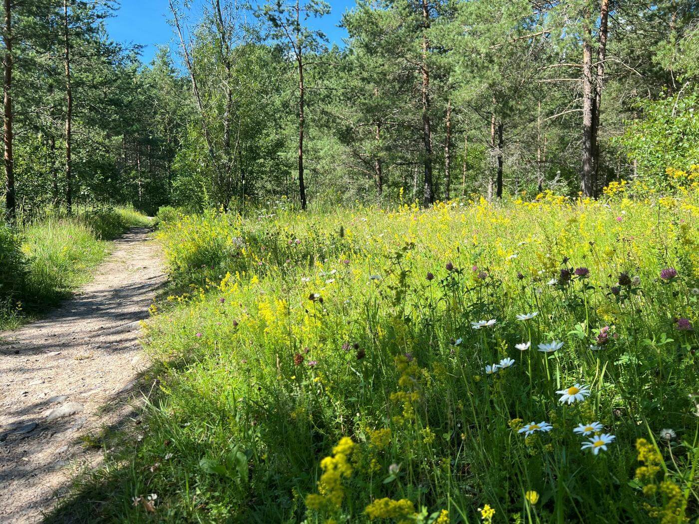 Fin grönska i Skansens kommande biodiversitetspark.