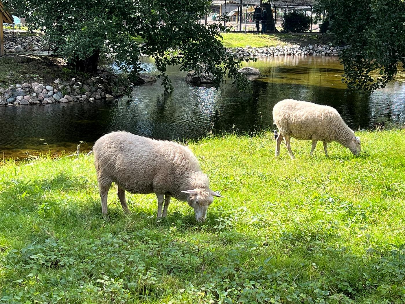 får i en hage