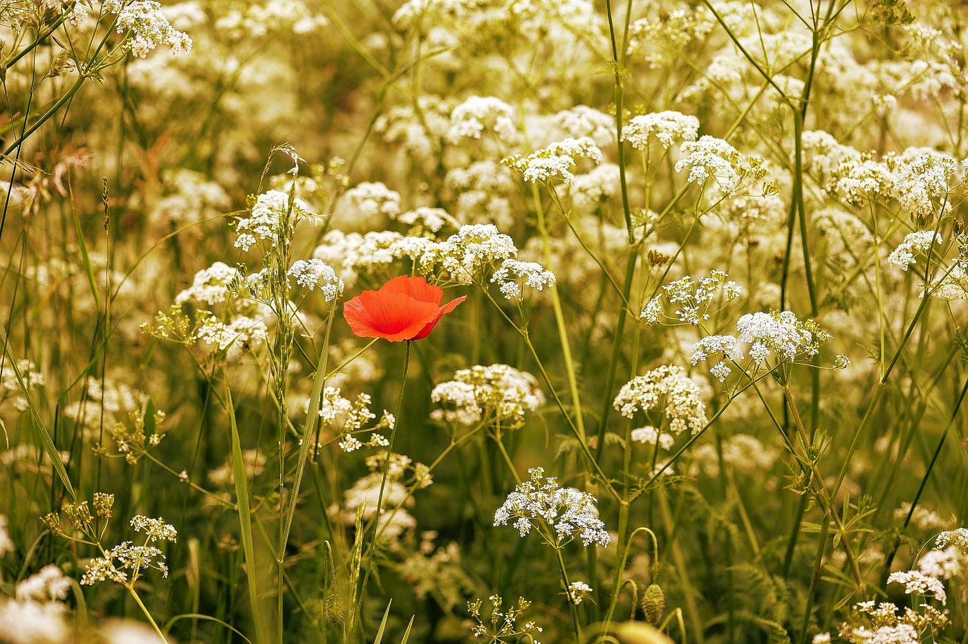 Blommande kumminodling