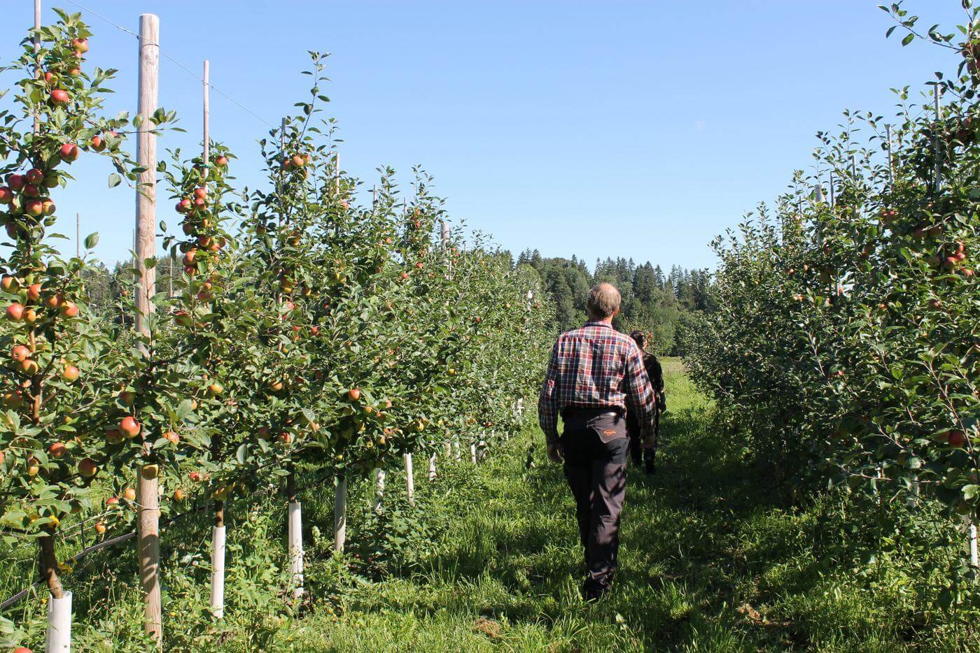 En man och en kvinna går bort från kameran. De vandrar mellan äppelträd på deras äppelodling i Brödtorp, Pojo.