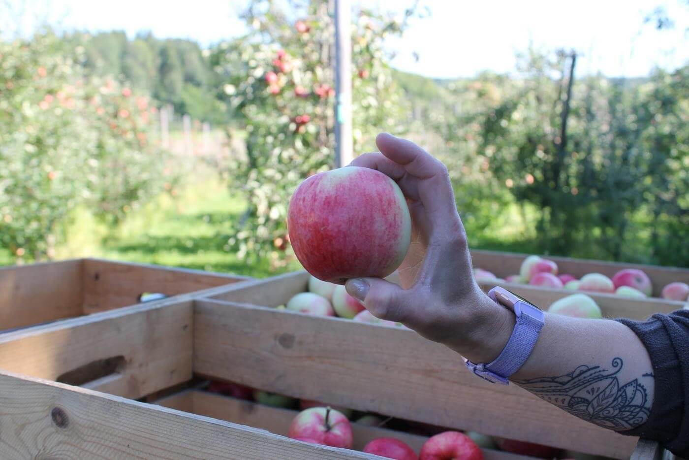 En närbild på en äppelodlaren Janina Knapes hand som håller i ett äpple av sorten Nanna. I bakgrunden syns flera röda äpplen i trälådor.